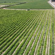 Case Study: Outsourced U.S. Operations for an Award-winning Vineyard | Seaman's Beverage and Logistics