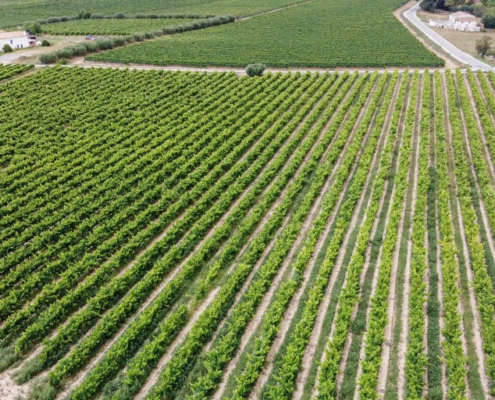 Case Study: Outsourced U.S. Operations for an Award-winning Vineyard | Seaman's Beverage and Logistics
