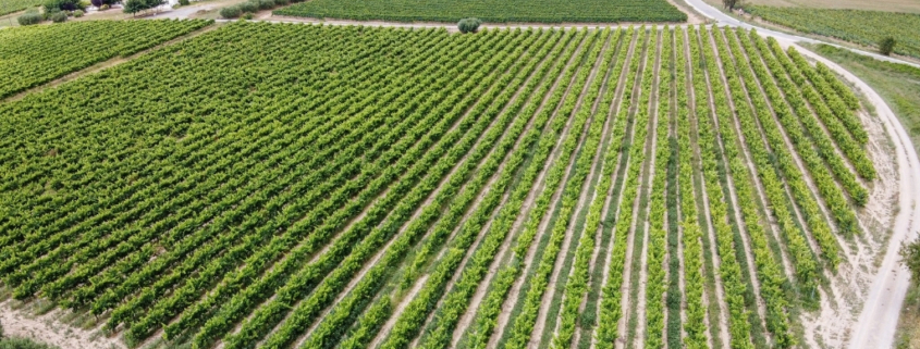 Case Study: Outsourced U.S. Operations for an Award-winning Vineyard | Seaman's Beverage and Logistics